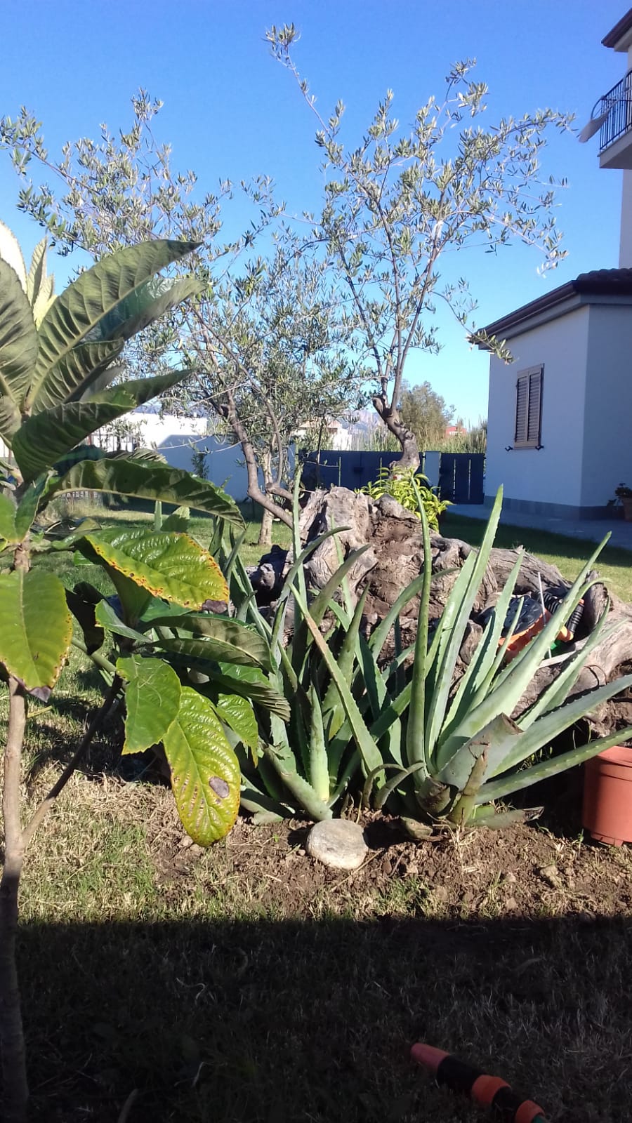 Ipotesi di giardino