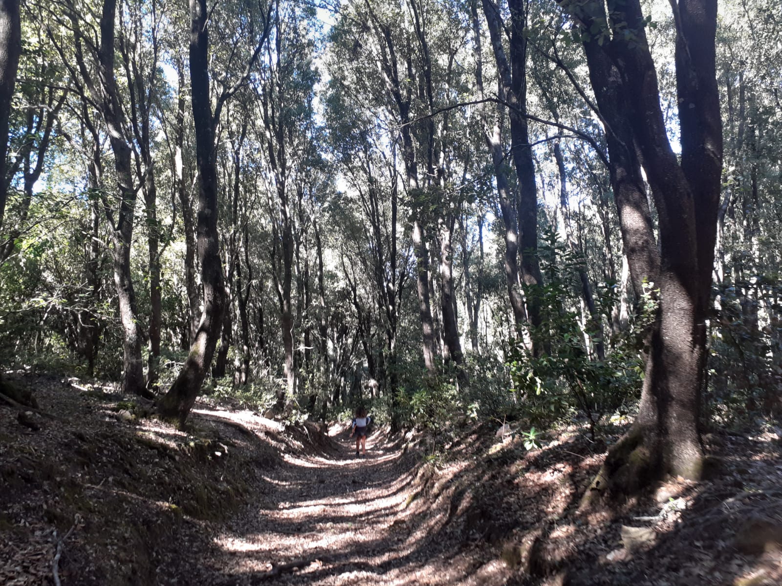 Agata e il bosco